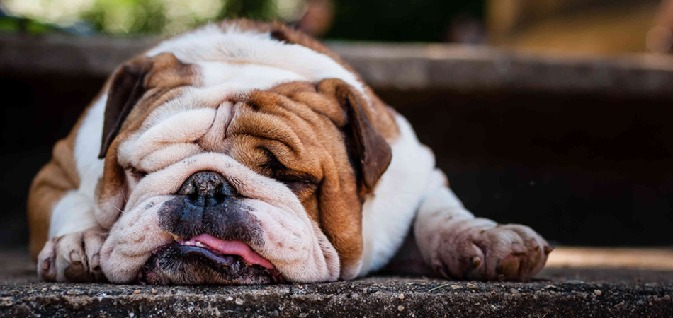 Veterinary-specialist_blog_tired-bulldog