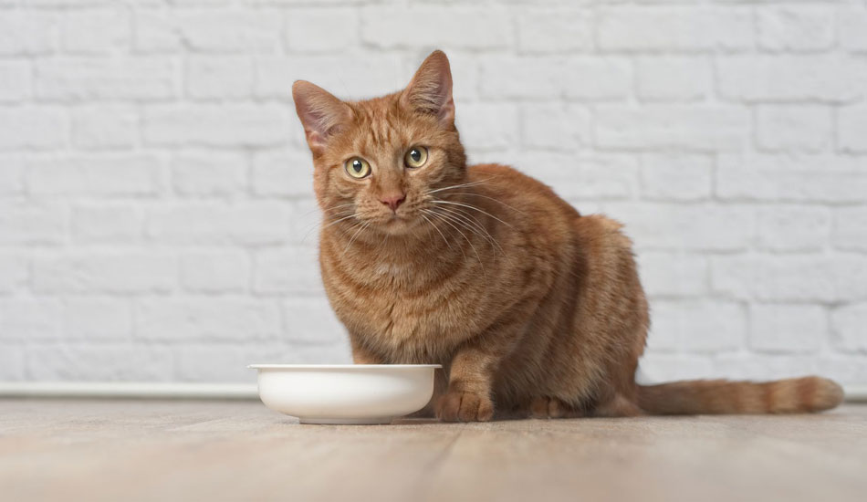 Veterinary-specialist_blog_cat-eating