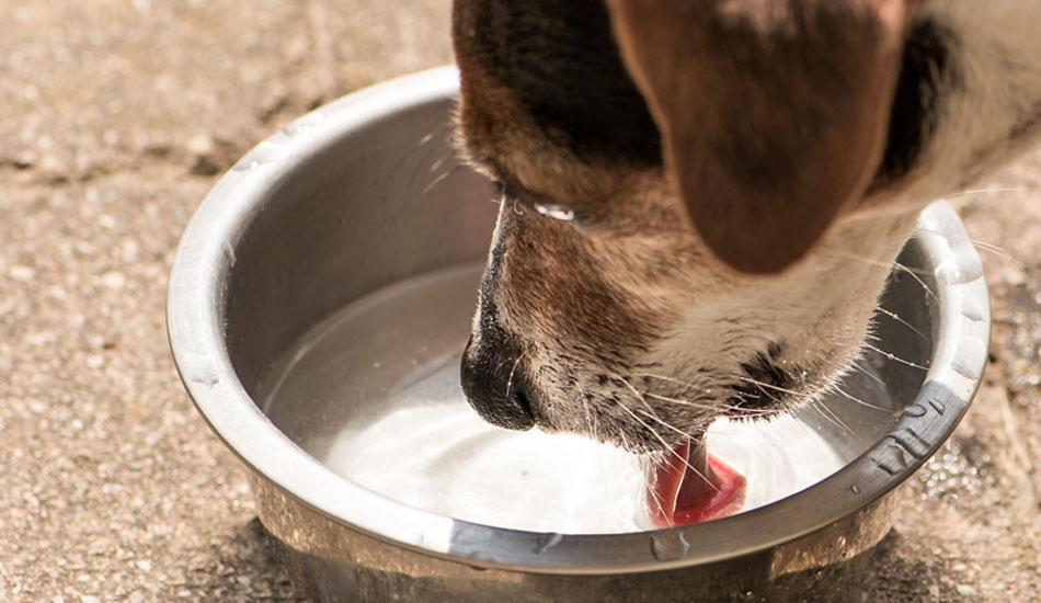 Veterinary-specialist_blog_dog-drinking-water