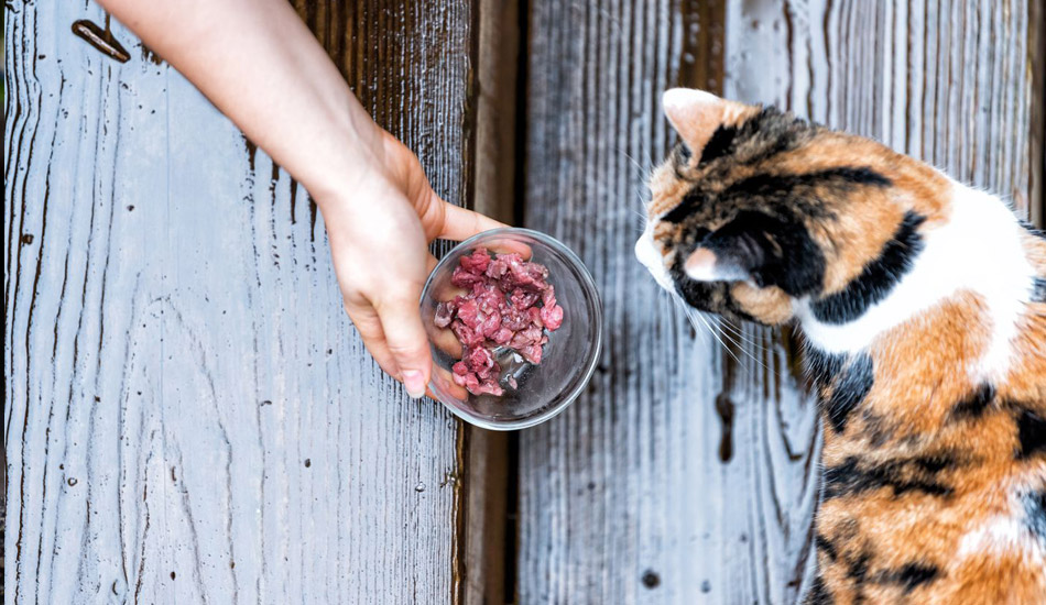 Best food outlet to feed cat