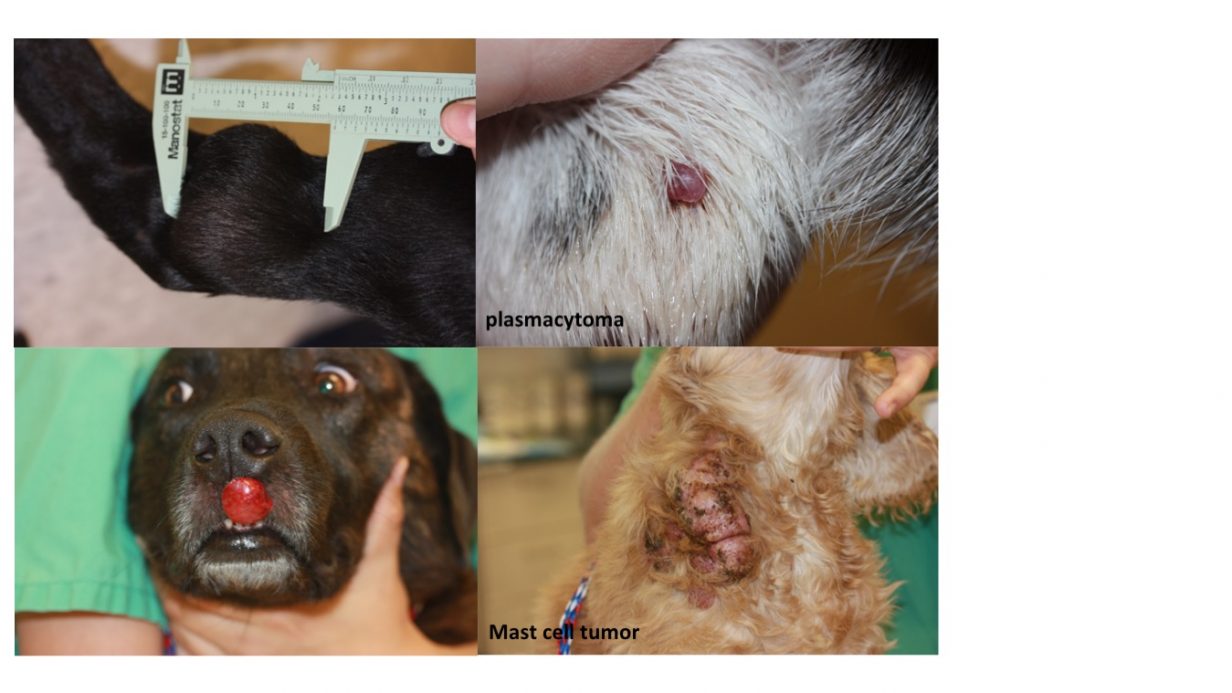 what are the signs of mammary cancer in dogs