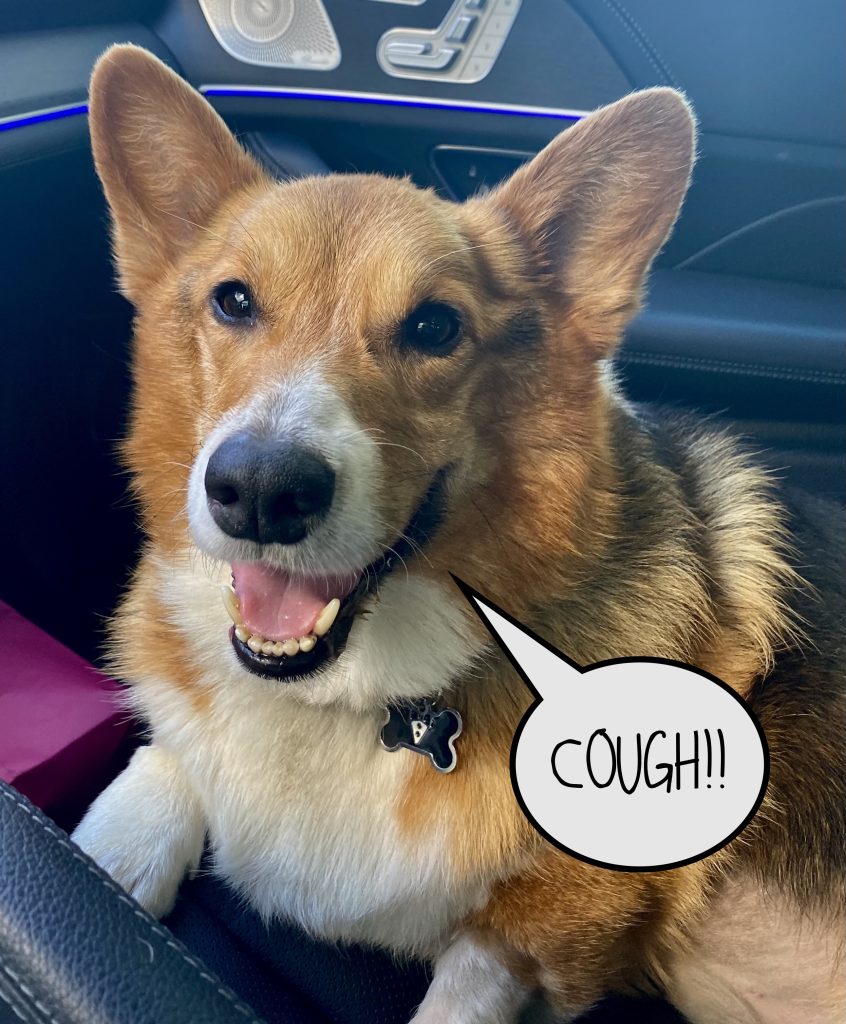 Chronic coughing in dogs veterinary specialists of north texas